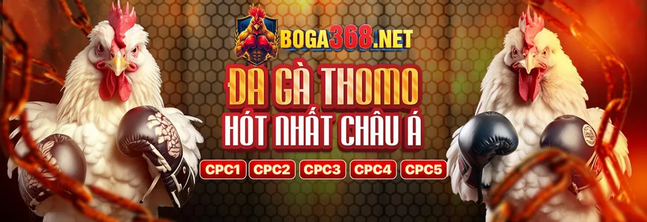 Gà chọi đang chiến đấu trong đấu trường trực tuyến sf88 nhà cái
